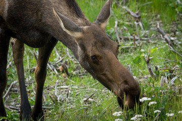 moose in grass, Denali National Park, Alaska