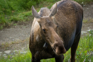 moose in grass, Denali National Park, Alaska