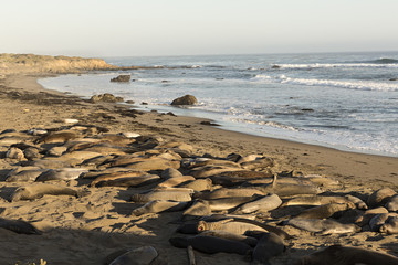 Elephant Seal Rookery, Big Sur en California.