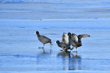 Obraz premium Blässhühner rennen über das Eis