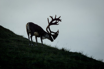 silhouette of a caribou in pond, Denali National Park, Alaska