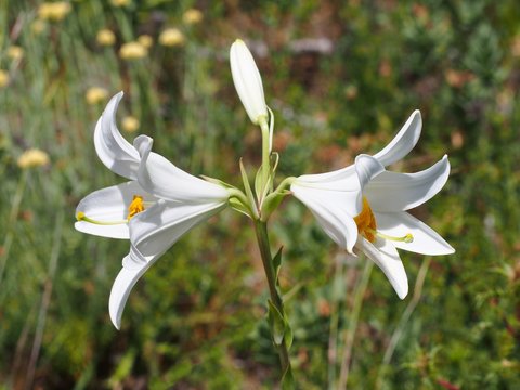 Madonna Lily (Lilium Candidum)