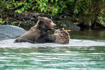 Grizzly bear brothers playing in a lake in Lake Clark National Park, Alaska