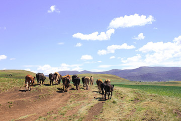 Cattle in Lesotho from behind
