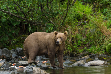 Grizzly Bear in Lake Clark National Park, Alaska