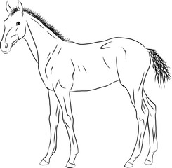 A sketch of a foal, standing calmly and looking into the distance.