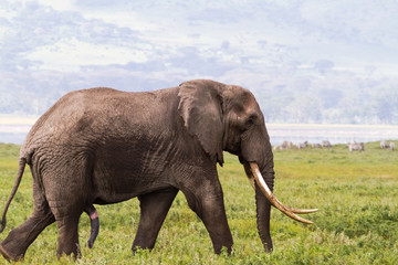 Fototapeta na wymiar Portrait of large elephant with a very big tusk. NgoroNgoro, Tanzania 