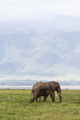 Fototapeta na wymiar Very big elephant at the bottom of the Ngorogoro crater. Tanzania, Africa
