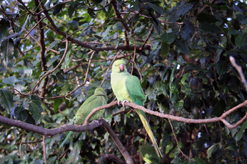 Green parrots in Hyde Park, London, Great Britain