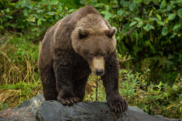 young Grizzly bear in Lake Clark National Park, Alaska