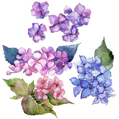 Wildflower hydrangea flower in a watercolor style isolated. Full name of the plant: hydrangea. Aquarelle wild flower for background, texture, wrapper pattern, frame or border.