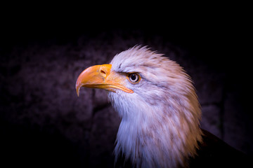 bald eagle in dark background, American eagle, national animal of the United States of America.