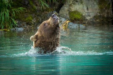 grizzly bear shaking off the water from his head, Lake Clark National Park, Alaska