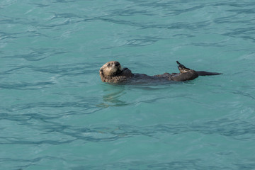Obraz premium floating Sea otter in Kenai Fjords National Park, Alaska