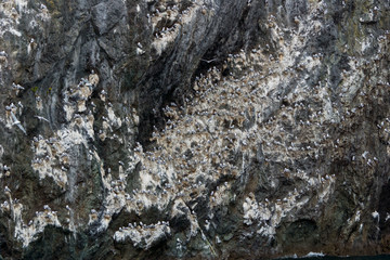 seabird colony on rocks in Kenai Fjords National Park, Alaska