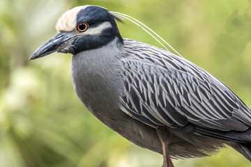 yellow-crowned night heron percher in Florida