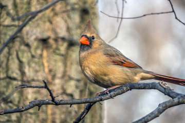 Northern cardinal ,Cardinalis cardinalis