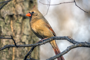 Northern cardinal ,Cardinalis cardinalis