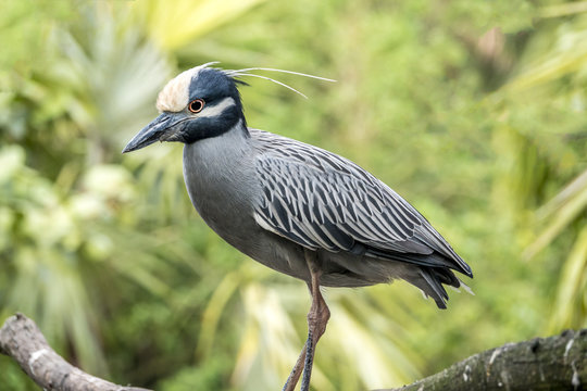 yellow-crowned night heron percher in Florida