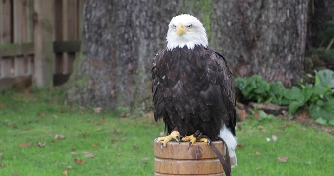 Bald Eagle screeching exhibits natural killer instinct (4K)