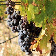 grapes in avineyard near Baska Voda , Croatia