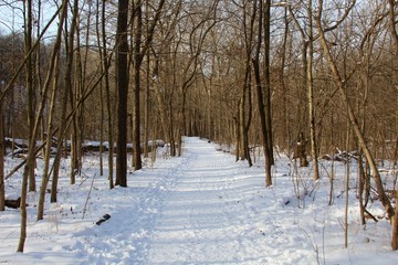 The long snowy path though the winter forest.