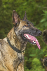 Dog with tongue out