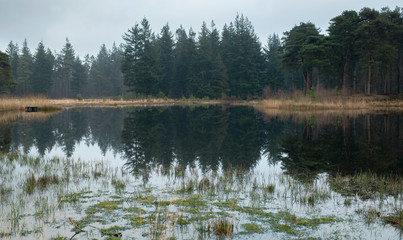 Lake with fir trees and yellow grass on shore. Overcast winter day.