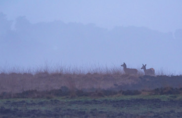 Red deer hinds in hilly heather in morning mist.