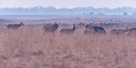 Herd of red deer in misty hilly landscape with high yellow grass.