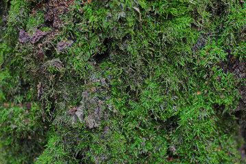 fresh green moss bark gray brown natural texture background plant
