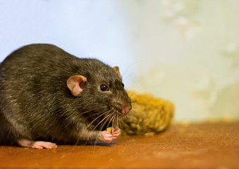 black rat domestic pet eats looks closely at a wooden brown table close-up