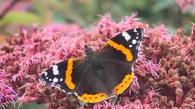 Butterfly with open wings on a pink flower in a garden in Edinburgh