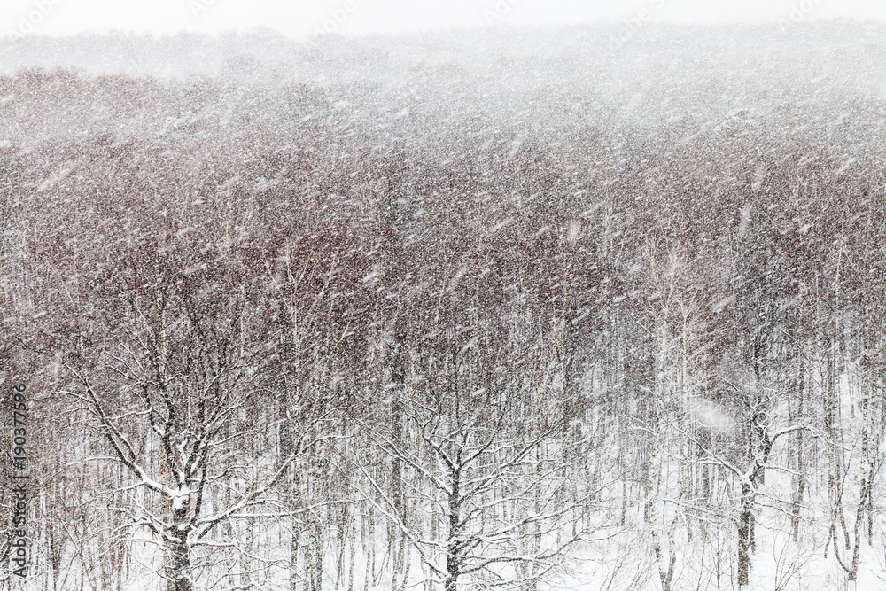 Poster snowstorm over woods in winter