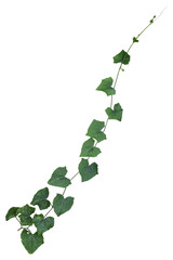Plant tropical foliage vine, Ivy green hang isolated on white background, clipping path