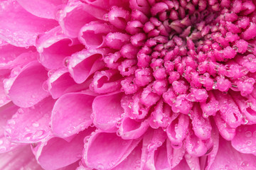 Pink Gerbera Flower with drops close-up background