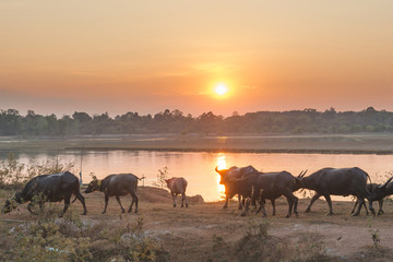 Thailand buffalo walking Riverside and sunset behind him background