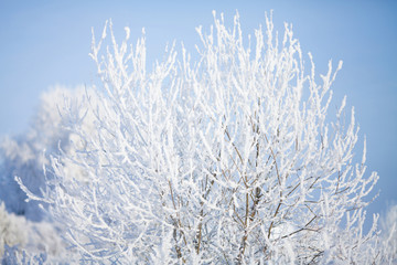 Winter forest, frozen tree branches.