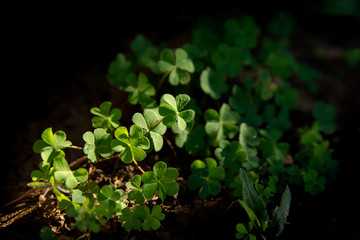 Green leaf heart shape clover with Sun light. selective focus