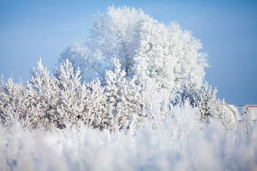 Winter forest landscape, frozen tree branches.
