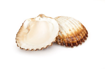 seashells on white background