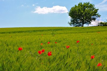 Les blés verts et les coquelicots