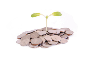 Concept savings, Green growing sprout on money stack isolated on white background with clipping path