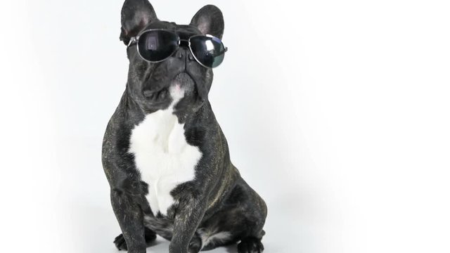 French bulldog sitting in glasses licking, white background