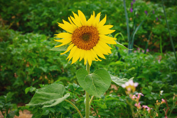 Fresh bright colorful big flower of Sunflower beautiful nature background. Copyspase