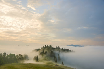 Early morning in the mountains.The top of the hill with the fir trees in the fog. Soft sunlight. A magical misty morning in the summer in the mountains.
