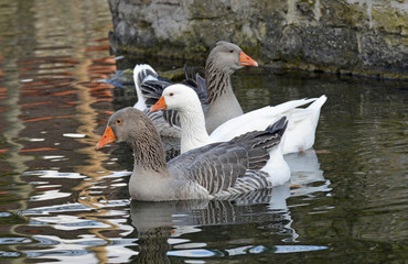 gänse schwimmen im seebach in westhofen