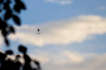 Spider climbing down