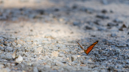 Lonely butterfly