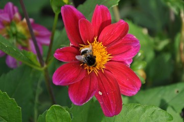 Bloom of a red flower with bumblebee, can be used also as a Valentine's day theme or decorative background. Flower with green background in the garden at summer, relaxing nature. .